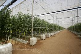 Image du Maroc Professionnelle de  Avec l'introduction des cultures sous abris serres, la région de Dakhla est devenue en très peu de temps célèbre pour ces productions de fruits et légumes destinés à l’export.  Sous d’immenses serres, la production des tomates en grappes bénéficie d’un climat phénoménalement ensoleillé, tempéré et régulier, Mardi 21 Novembre 2006. (Photo / Abdeljalil Bounhar) 